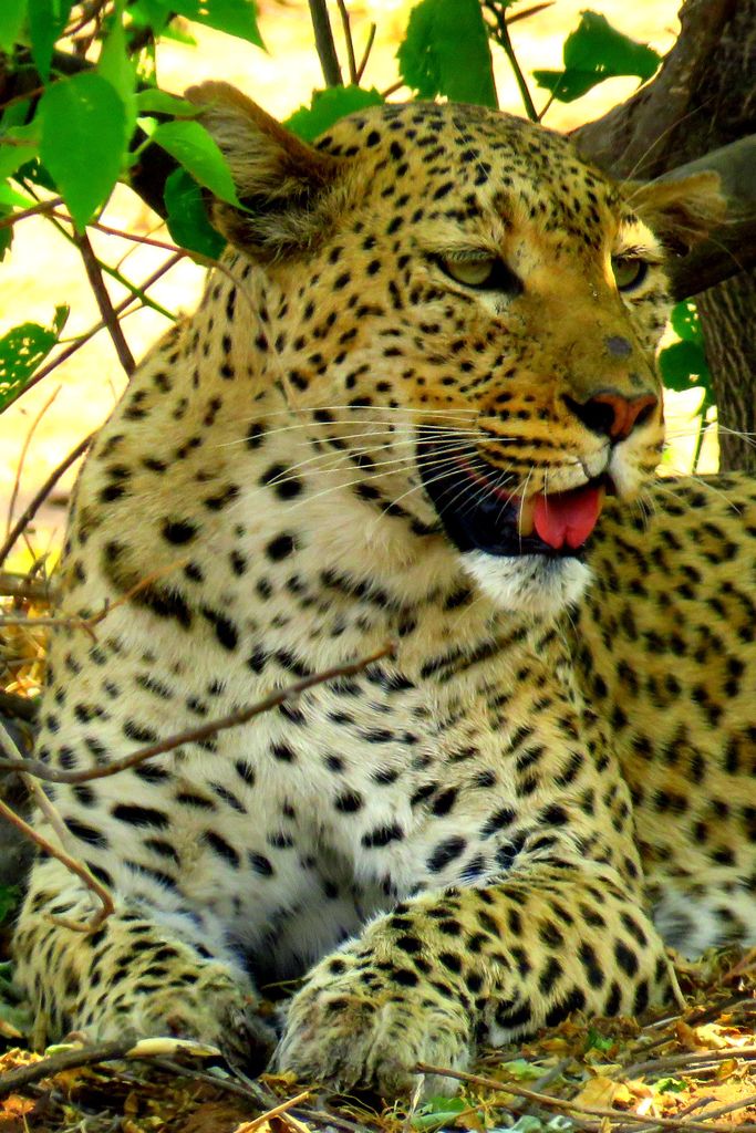 Leopard, Chobe NP, Botswana, oct 11, 2016.