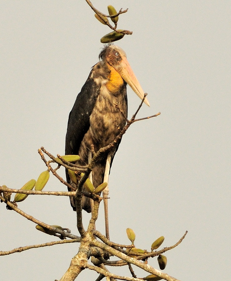 Lesser Adjutant (Leptoptilos javanicus)