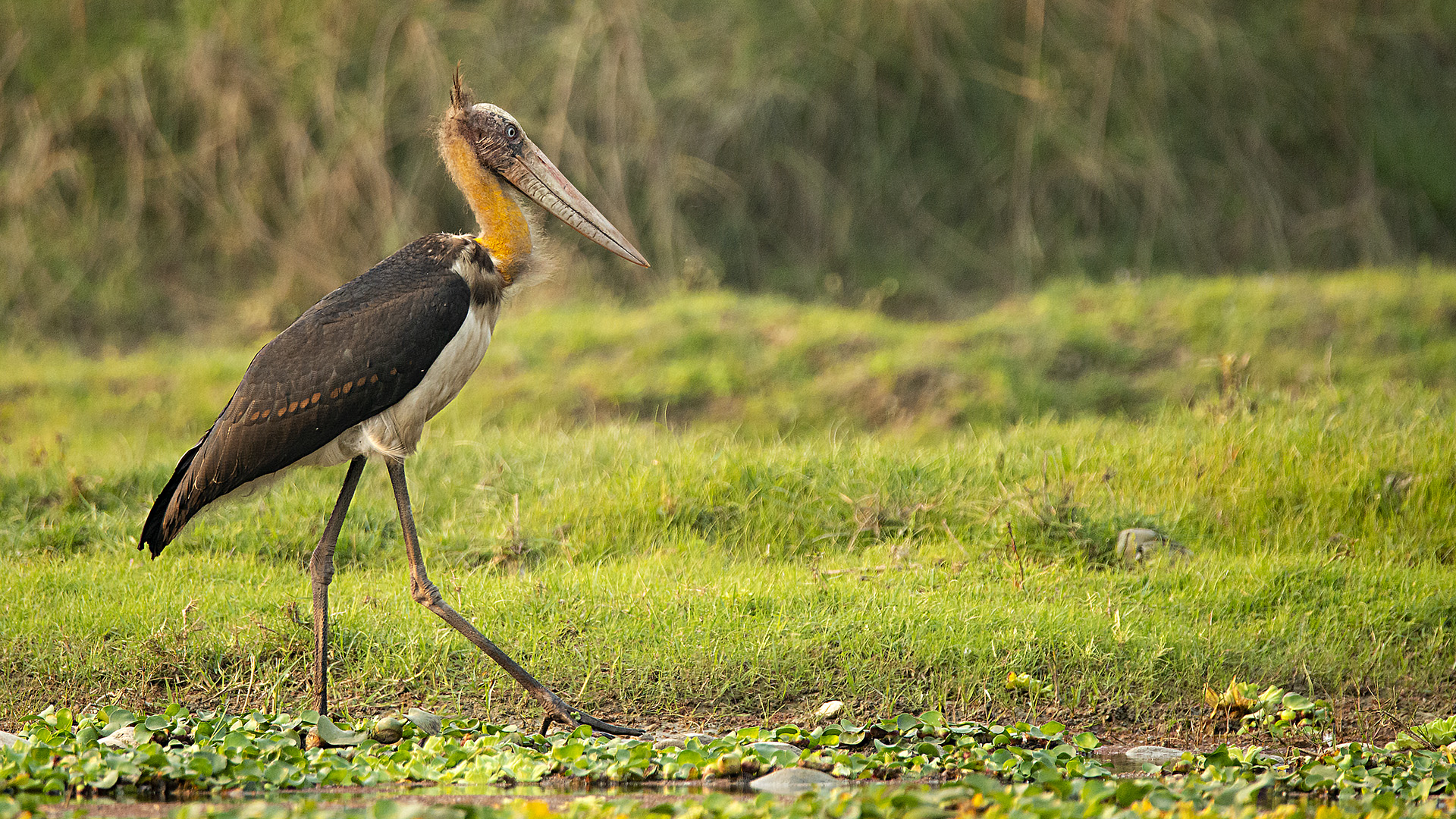 Lesser Adjutant