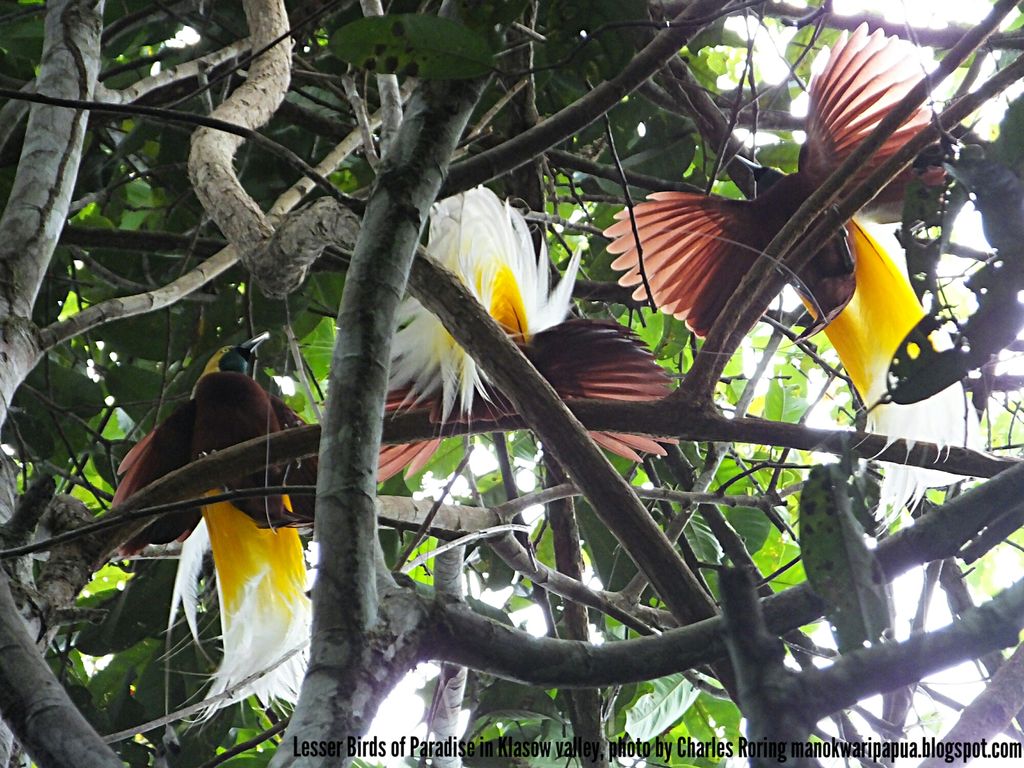 Lesser Birds of Paradise