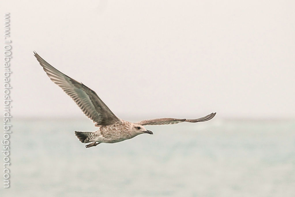 Lesser Black-back Gull in Flight