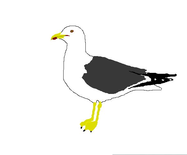 Lesser Black-backed Gull graphic
