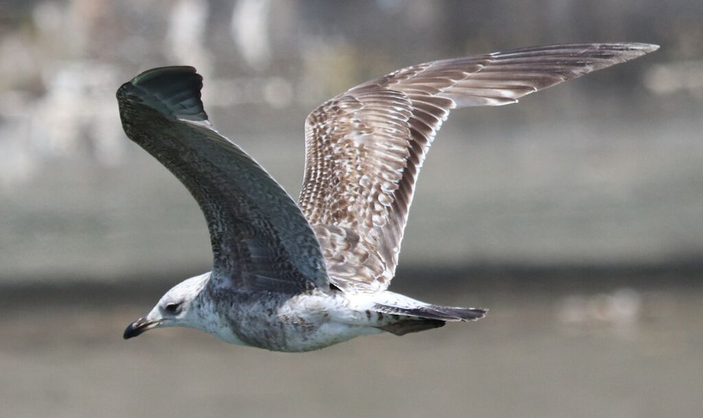 Lesser Black-backed Gull juvenile