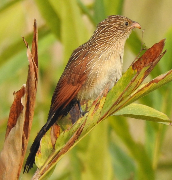 Lesser Coucal