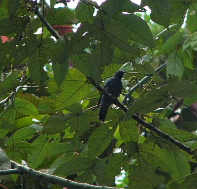 Lesser Cuckooshrike