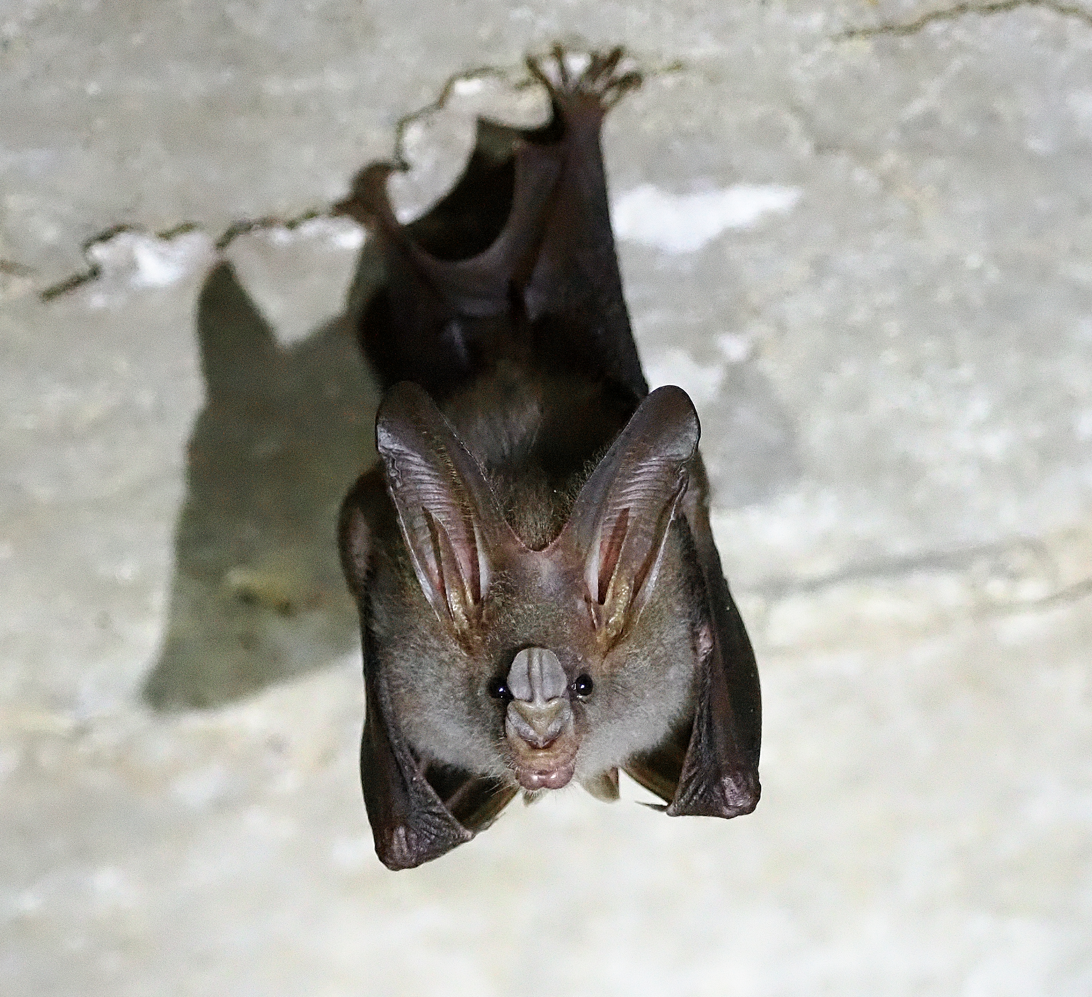 Lesser False Vampire