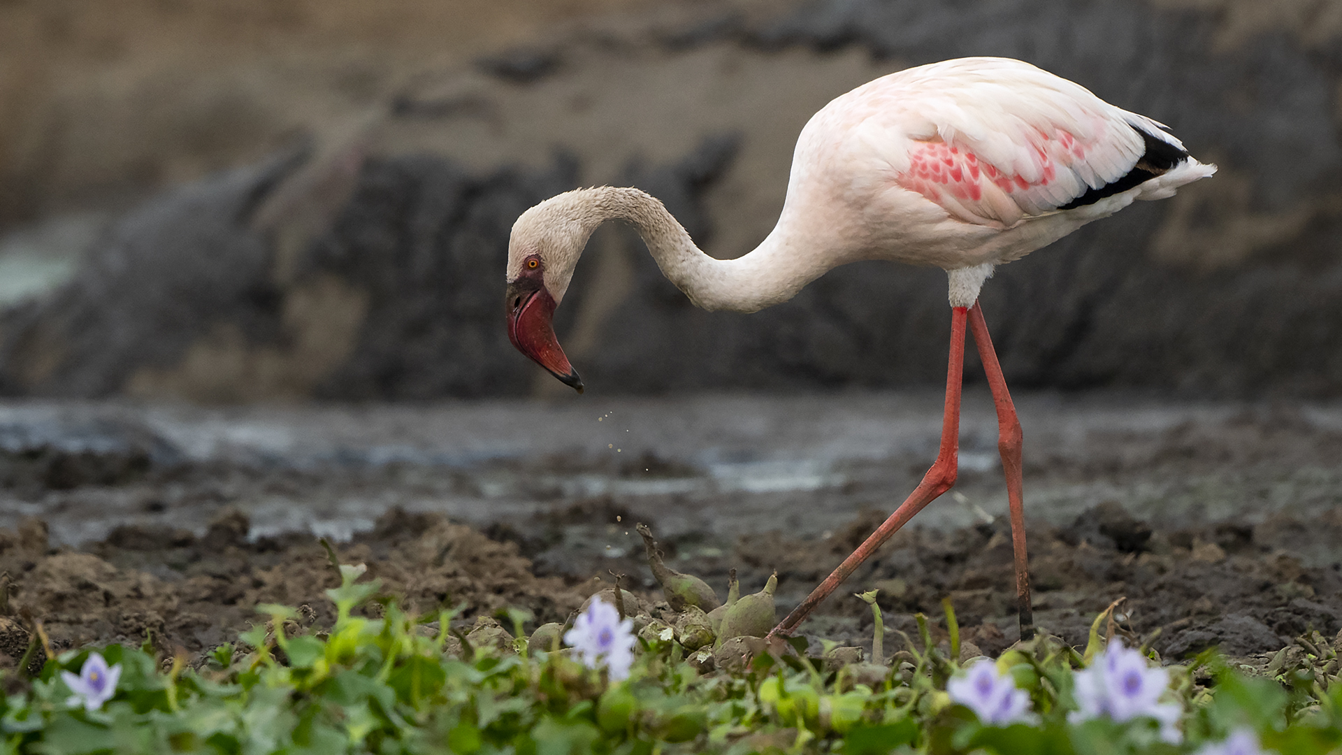 Lesser Flamingo