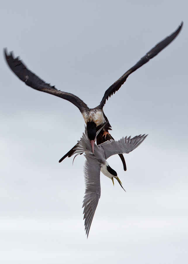 Lesser Frigatebird attacks