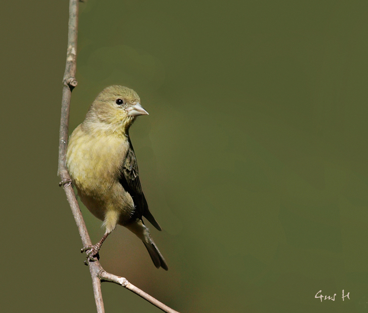 Lesser Goldfinch