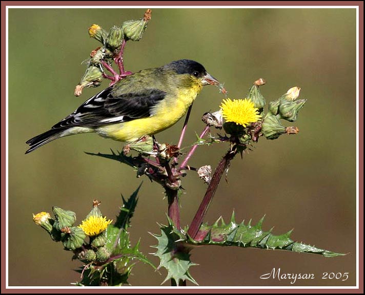 Lesser Goldfinch