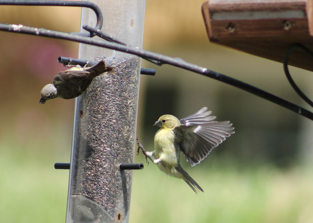Lesser Goldfinch