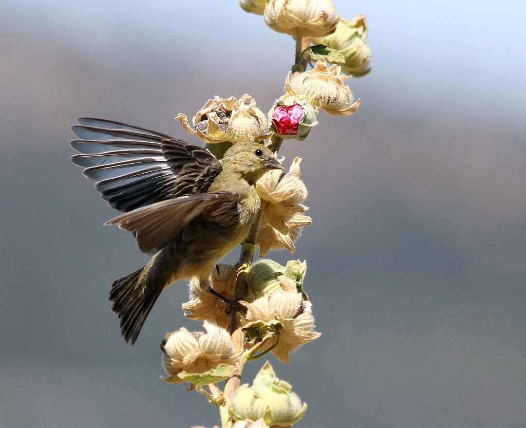 Lesser Goldfinch