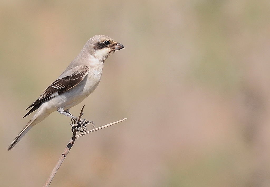 Lesser Grey Shrike