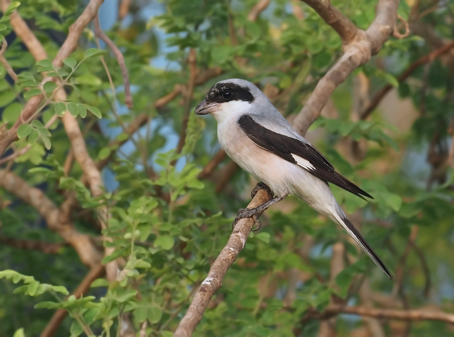 Lesser Grey shrike