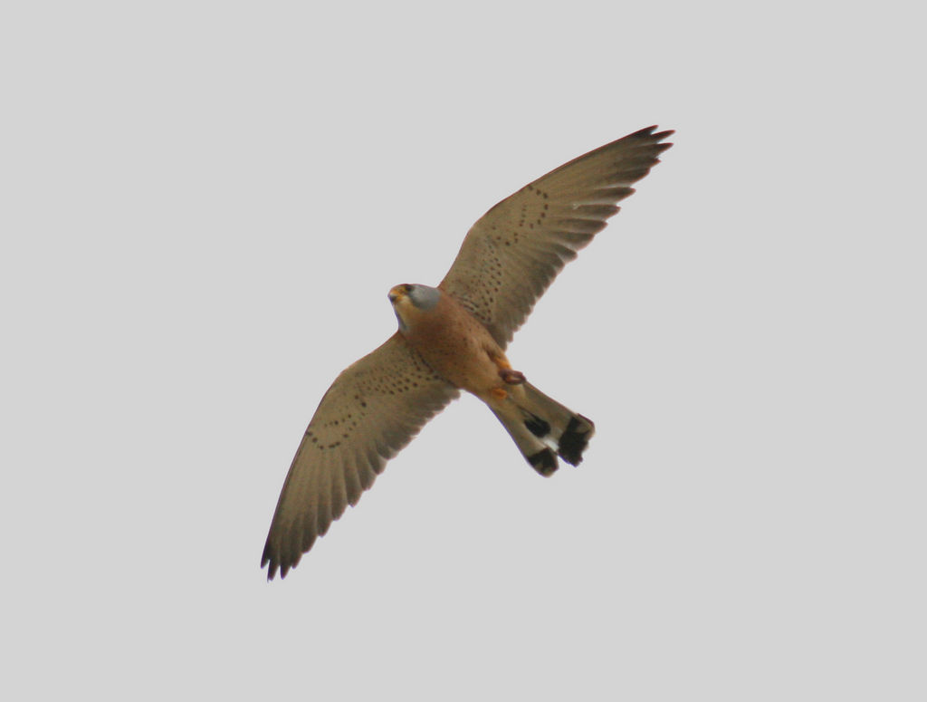 Lesser Krestel