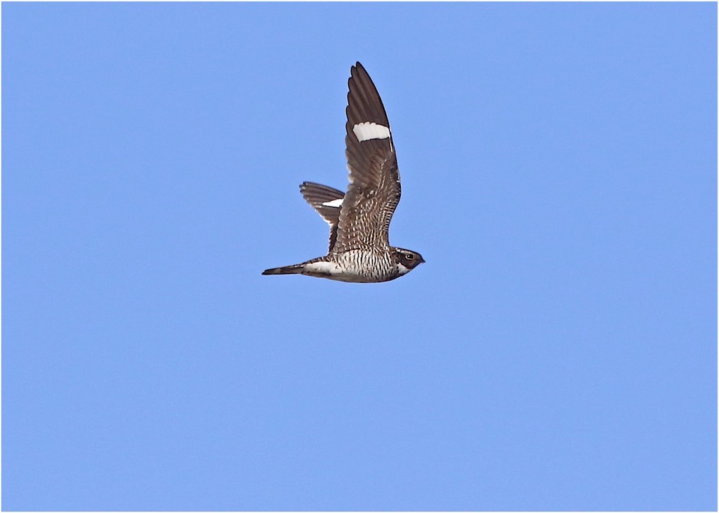 Lesser Nighthawk