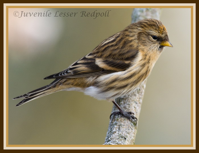 Lesser redpoll (juvenile female)