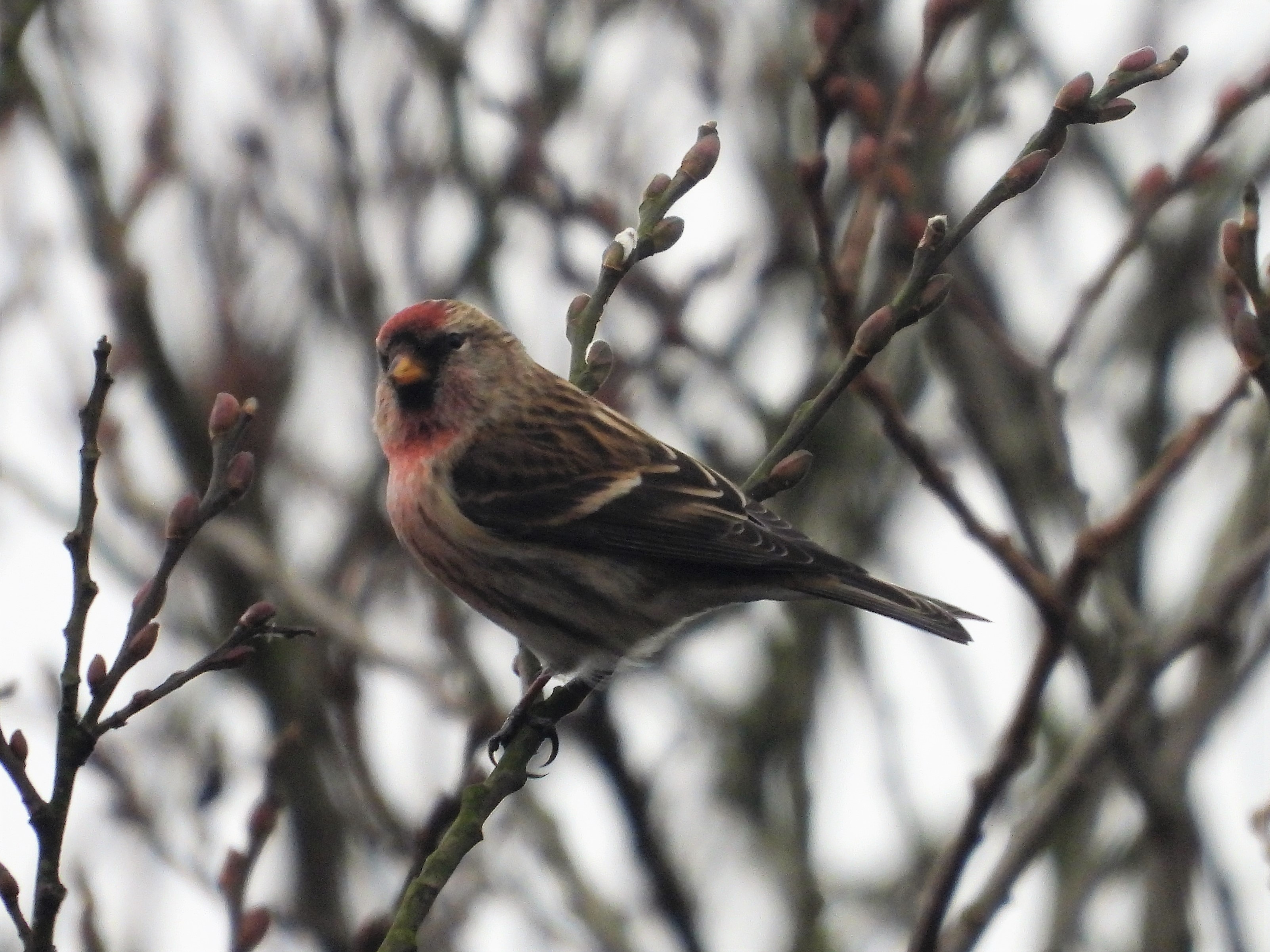 Lesser Redpoll male