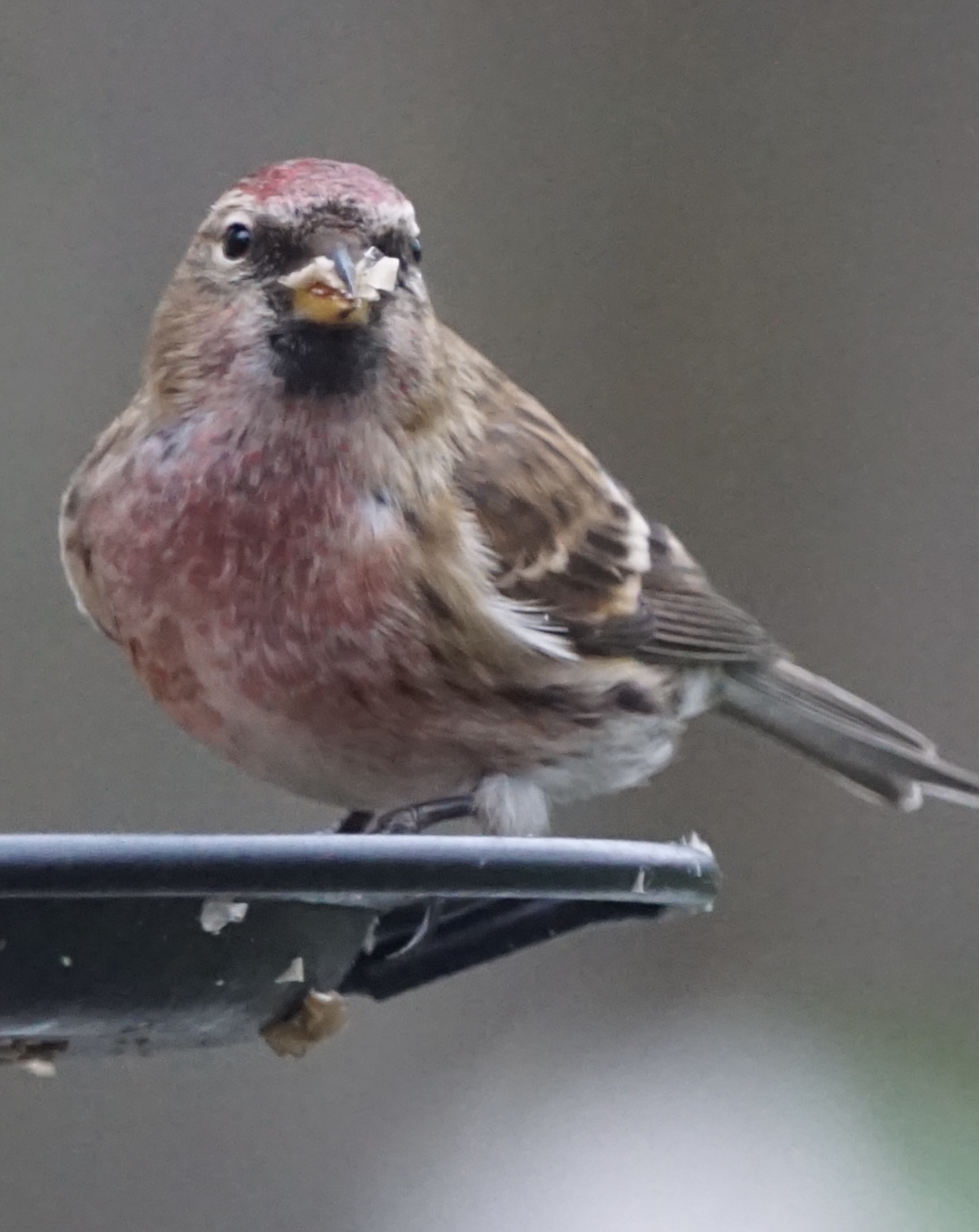 Lesser Redpoll - Midlands, UK