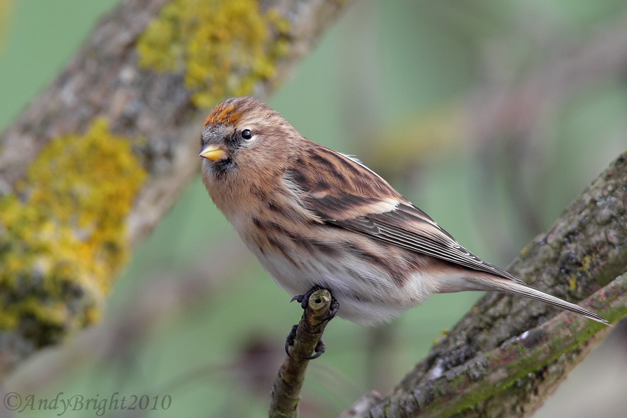 Lesser Redpoll with 'copper' crown.
