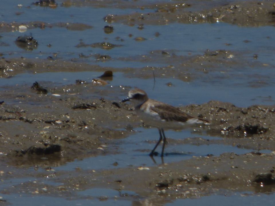 Lesser Sand Plover