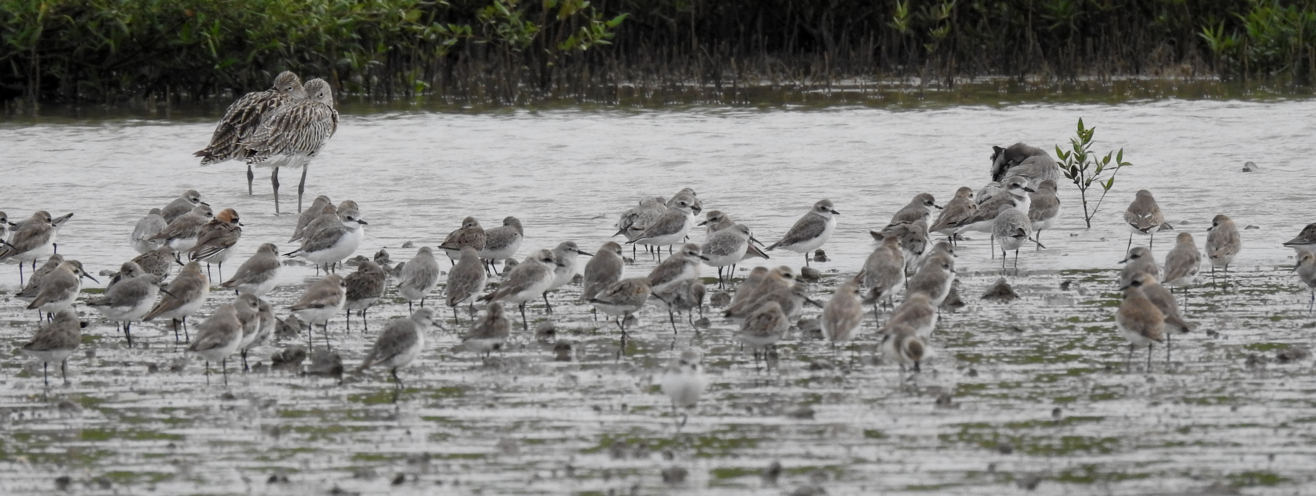 Lesser Sand plovers with other waders