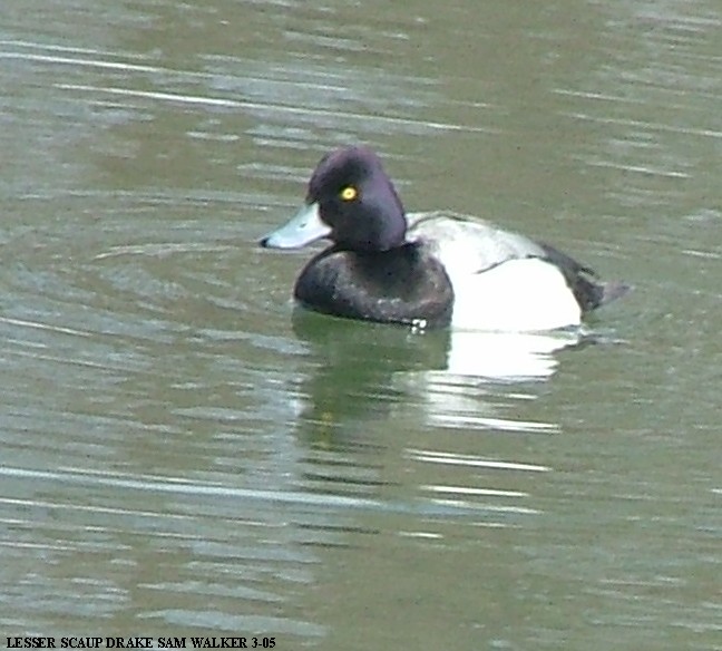 Lesser Scaup Drake