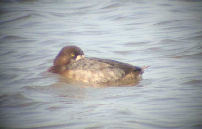 Lesser Scaup