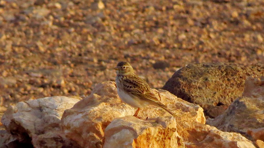 Lesser Short-toed Lark