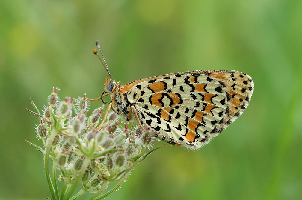 Lesser Spotted Fritillary