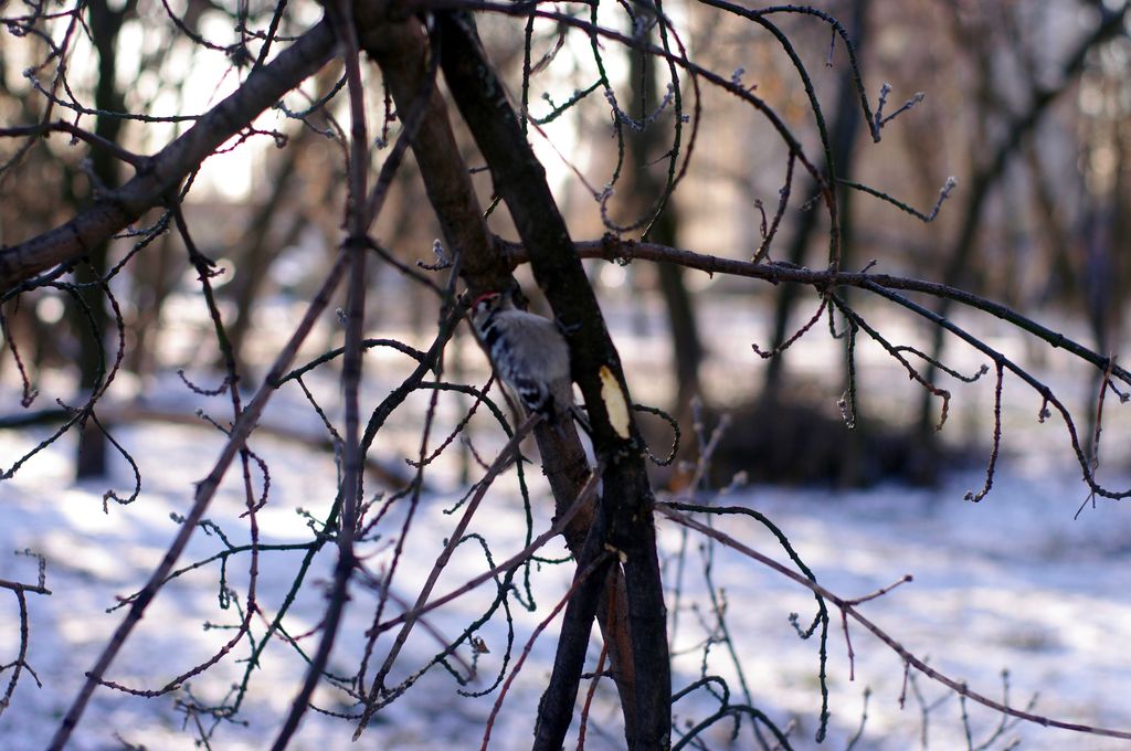 Lesser-spotted woodpecker during -20 degree winter