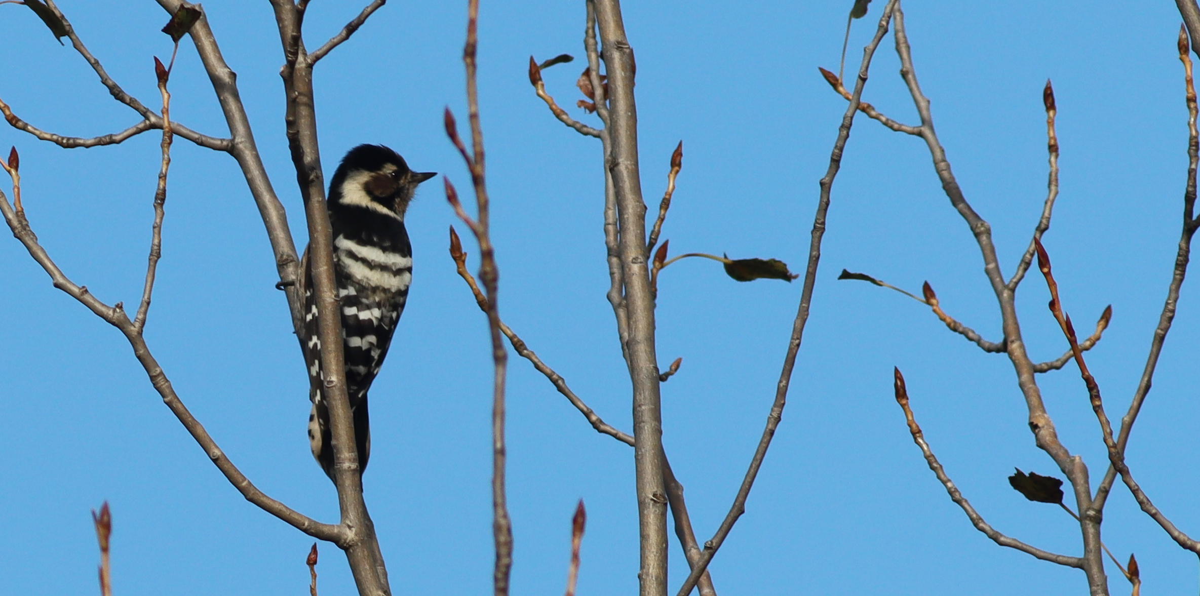 lesser spotted woodpecker (female)