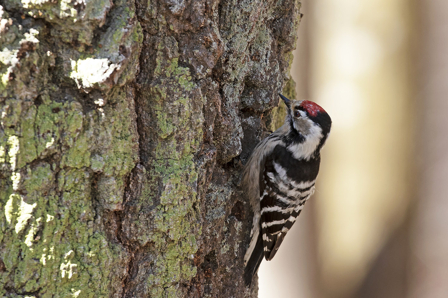 Lesser Spotted Woodpecker (male)