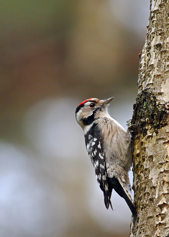 Lesser spotted woodpecker