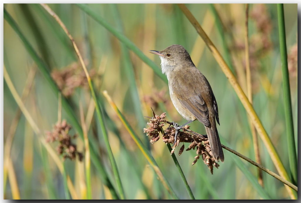 Lesser Swamp Warbler