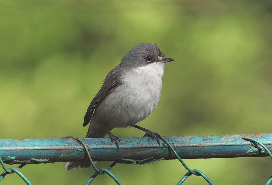 Lesser Whitethroat