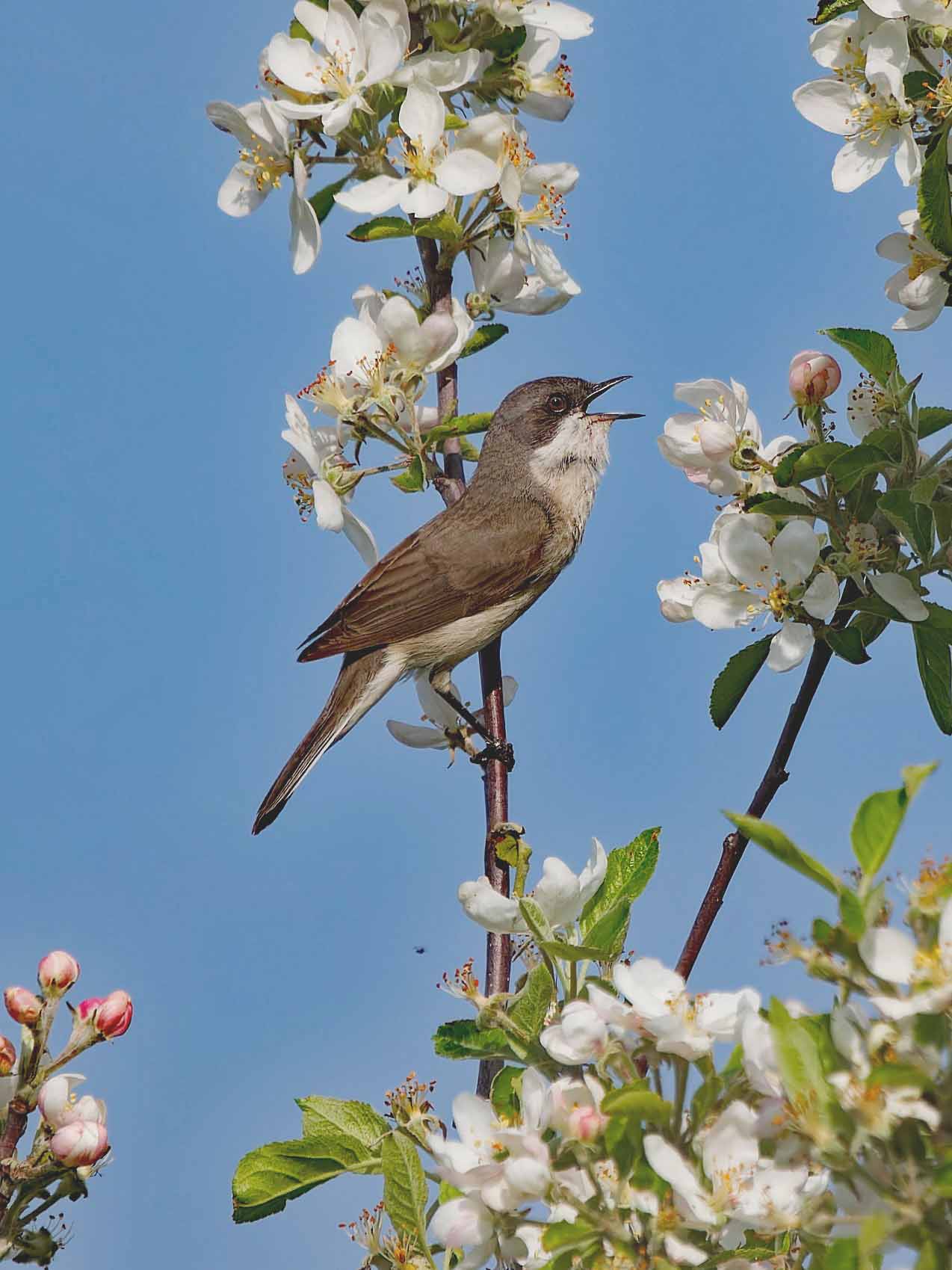 Lesser Whitethroat