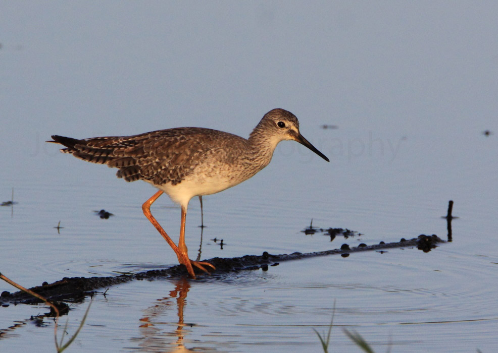 LESSER YELLOWLEGS