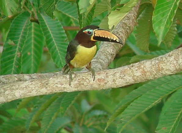 Lettered Aracari