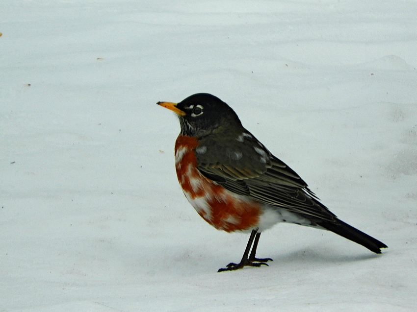 Leucistic American Robin