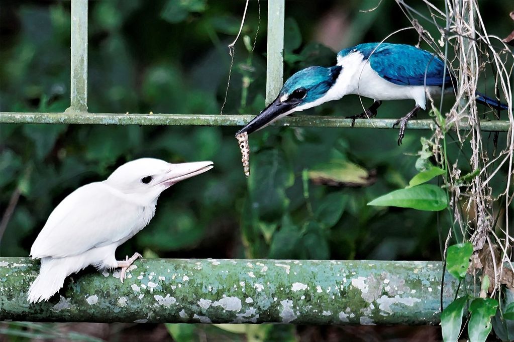 Leucistic Collared Kingfisher