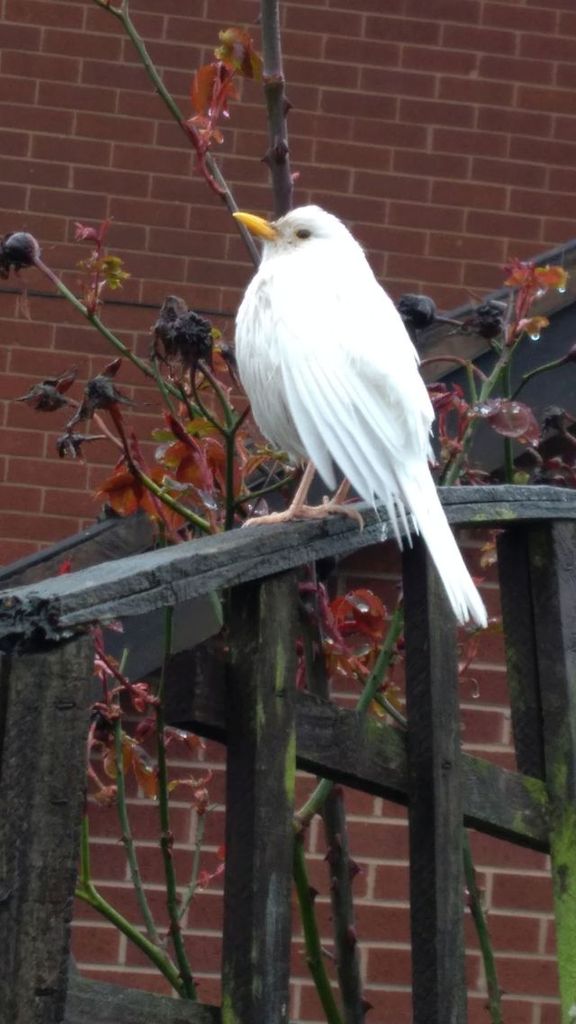 Leucistic White Cock Blackbird.