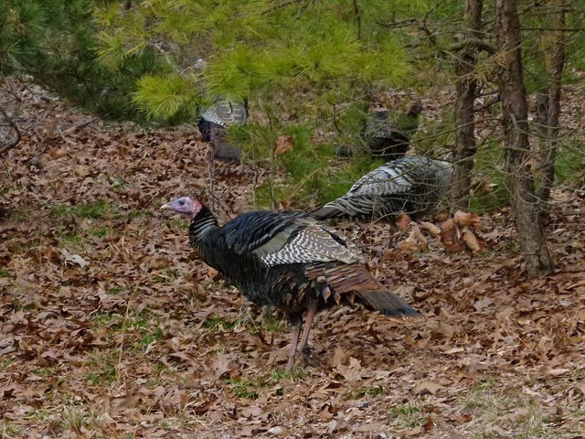 Leucistic Wild Turkey Hens