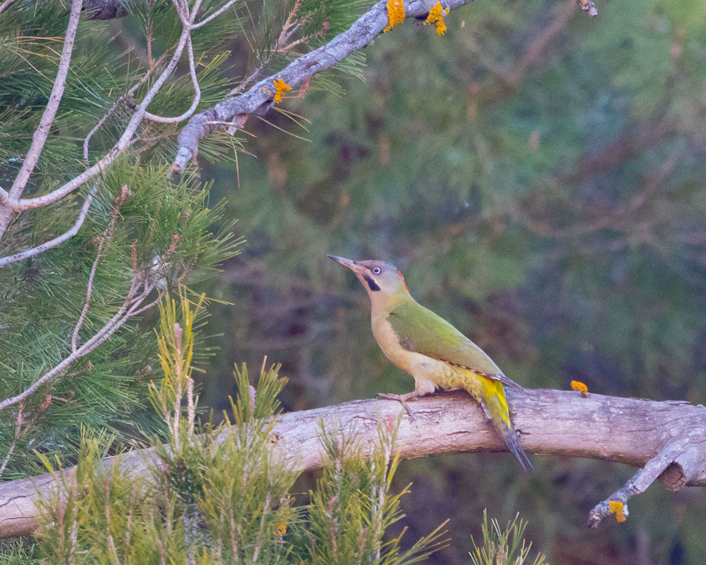 Levaillant's Woodpecker