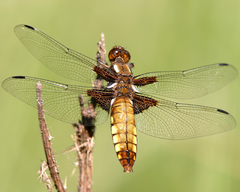 libellula depressa