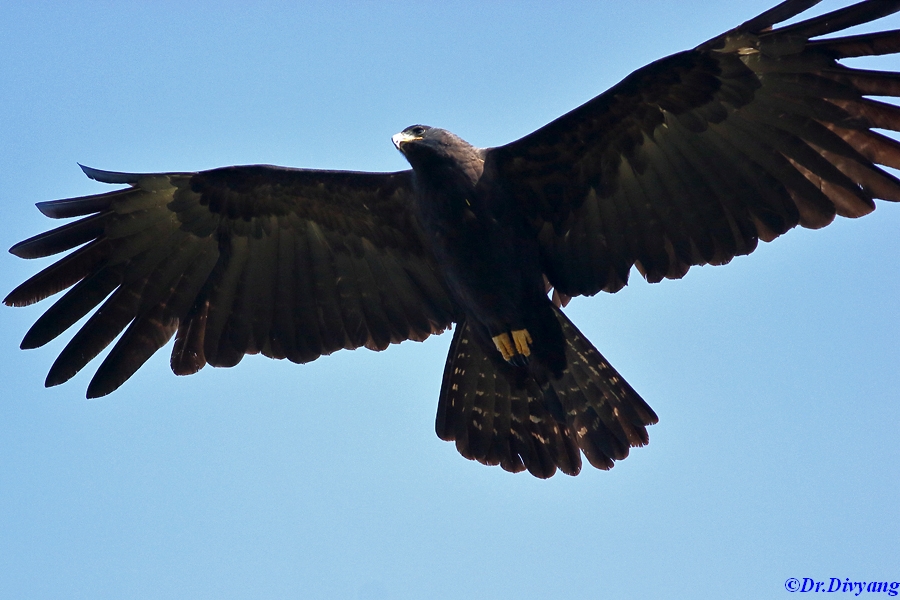 Lifer of new year - Black Eagle