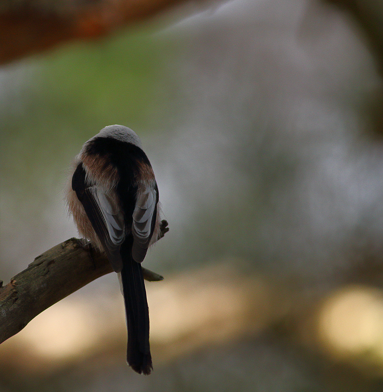 Lightwatcher   LTT