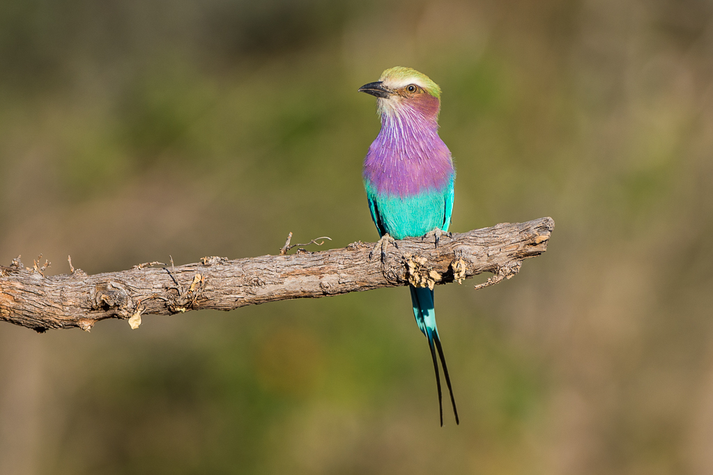 Lilac-breasted Roller (Coracias caudatus)