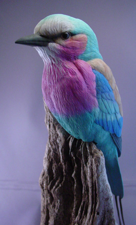 Lilac Breasted Roller wood carving