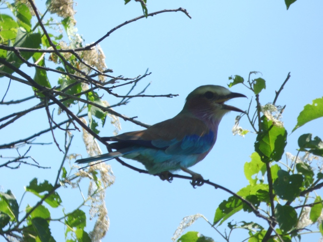 Lilac Breasted Roller